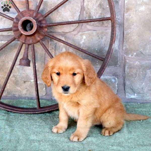 Shiloh, Golden Retriever Puppy