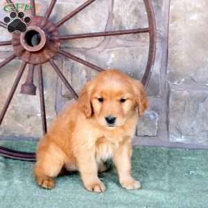 Shiloh, Golden Retriever Puppy