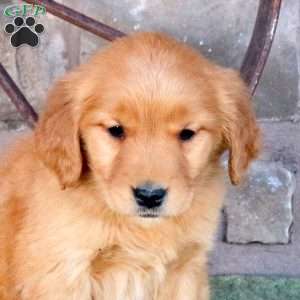 Shiloh, Golden Retriever Puppy