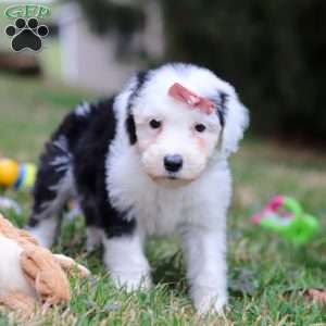 Sierra, Sheepadoodle Puppy