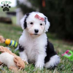 Sierra, Sheepadoodle Puppy