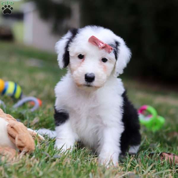 Sierra, Sheepadoodle Puppy