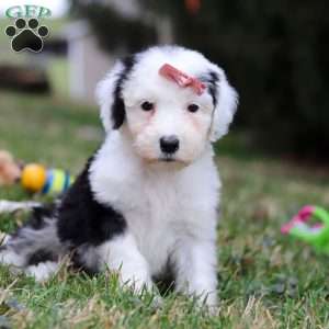 Sierra, Sheepadoodle Puppy