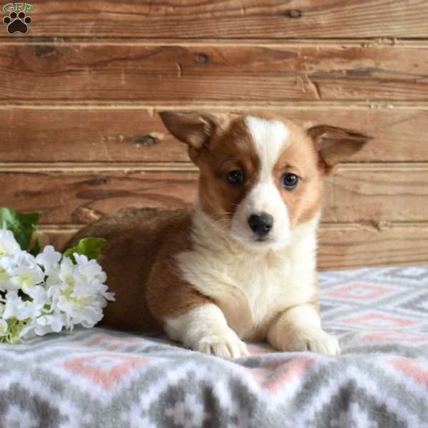 Sierra, Pembroke Welsh Corgi Puppy