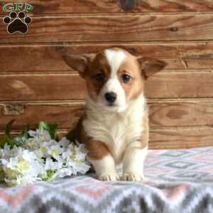 Sierra, Pembroke Welsh Corgi Puppy