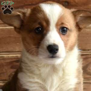 Sierra, Pembroke Welsh Corgi Puppy