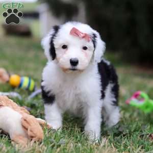 Sierra, Sheepadoodle Puppy