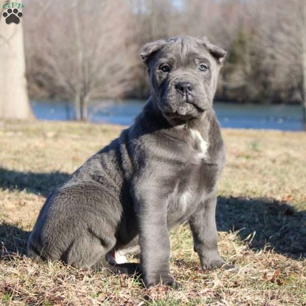 Silas, Cane Corso Puppy