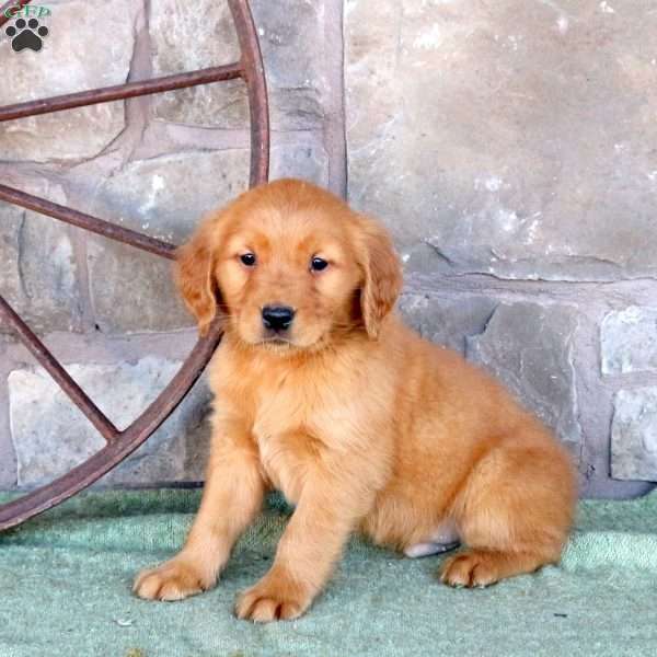 Silas, Golden Retriever Puppy