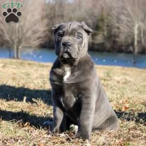 Silas, Cane Corso Puppy