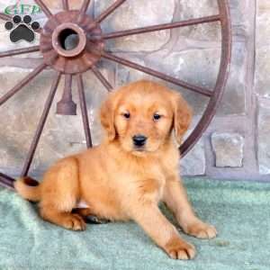 Silas, Golden Retriever Puppy