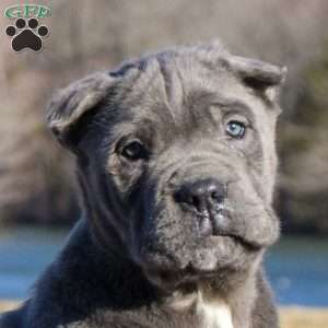 Silas, Cane Corso Puppy