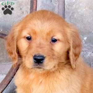 Silas, Golden Retriever Puppy