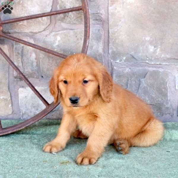 Silly, Golden Retriever Puppy