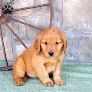 Silly, Golden Retriever Puppy