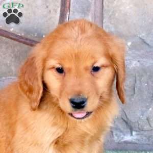 Silly, Golden Retriever Puppy