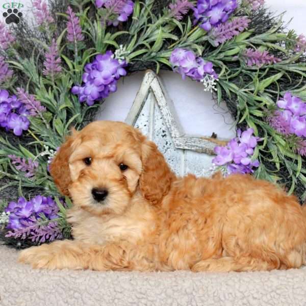 Silo, Mini Goldendoodle Puppy