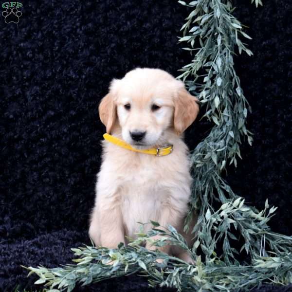 Silo, Golden Retriever Puppy