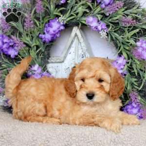 Silo, Mini Goldendoodle Puppy
