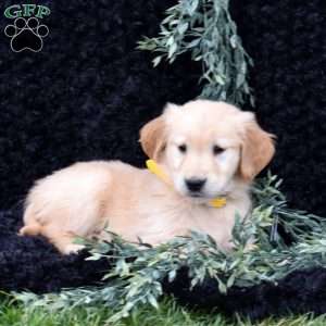 Silo, Golden Retriever Puppy