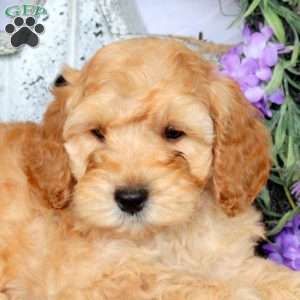Silo, Mini Goldendoodle Puppy
