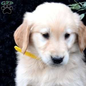 Silo, Golden Retriever Puppy