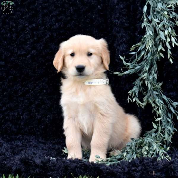 Simba, Golden Retriever Puppy