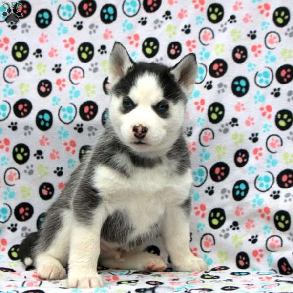 Simba, Siberian Husky Puppy