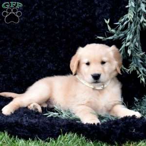 Simba, Golden Retriever Puppy