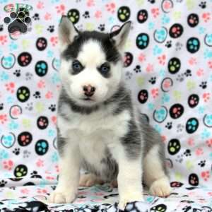 Simba, Siberian Husky Puppy