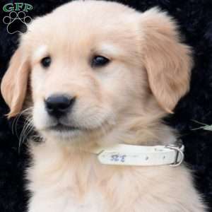 Simba, Golden Retriever Puppy