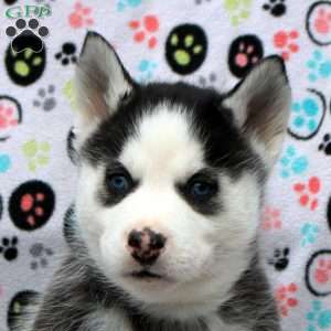 Simba, Siberian Husky Puppy