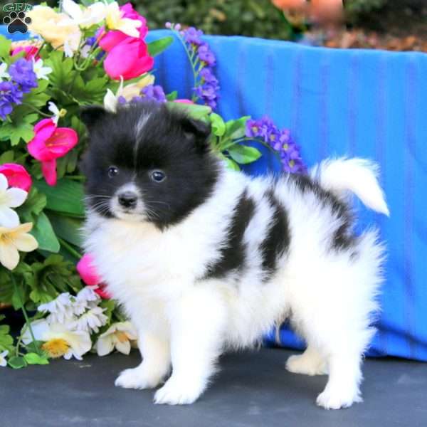 Simba, Pomeranian Puppy