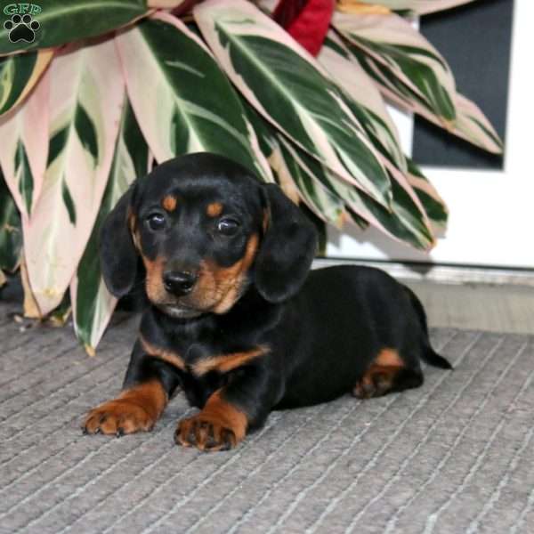 Simba, Dachshund Puppy