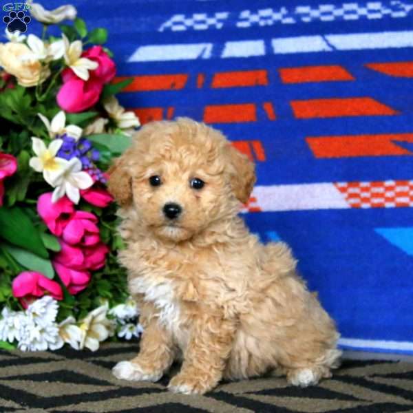 Simba, Bich-Poo Puppy