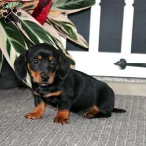 Simba, Dachshund Puppy