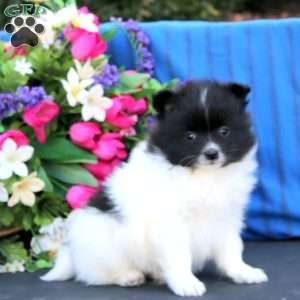Simba, Pomeranian Puppy