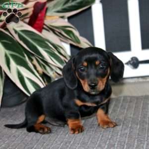 Simba, Dachshund Puppy