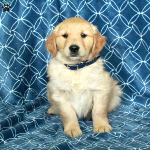 Skippy, Golden Retriever Puppy
