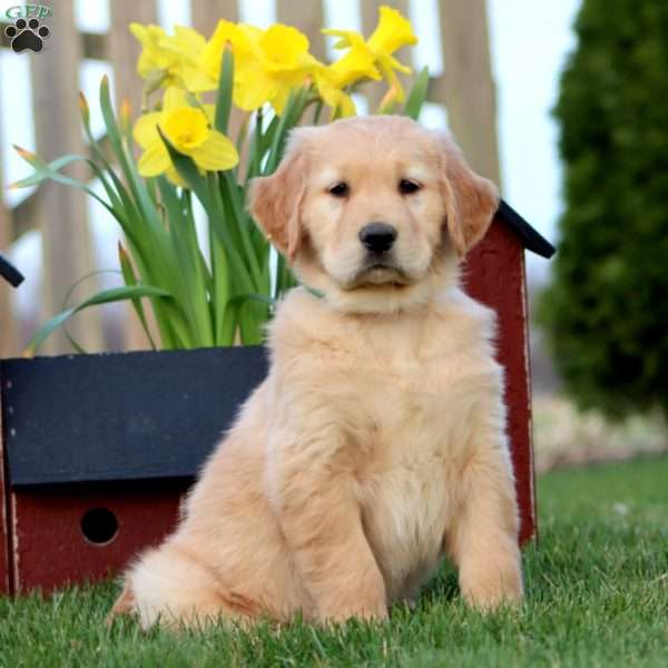 Skittles, Golden Retriever Puppy