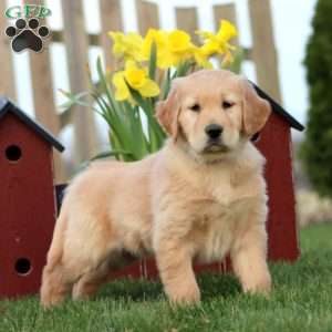 Skittles, Golden Retriever Puppy