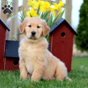 Skittles, Golden Retriever Puppy