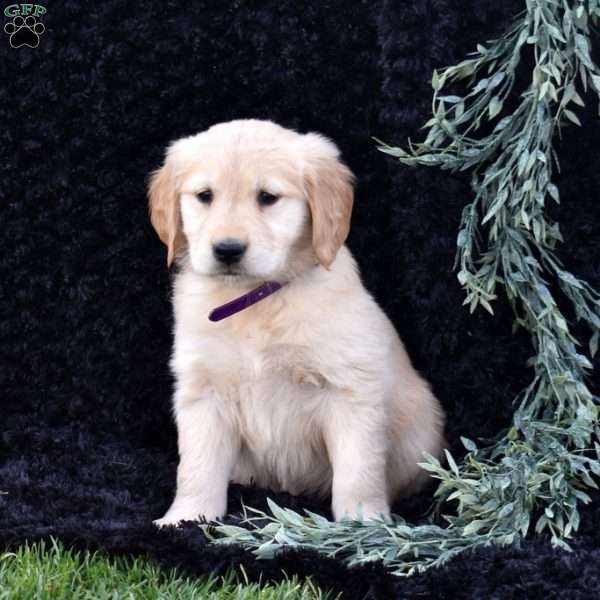 Sky, Golden Retriever Puppy