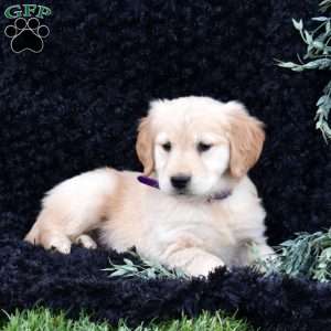 Sky, Golden Retriever Puppy