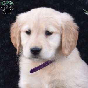 Sky, Golden Retriever Puppy