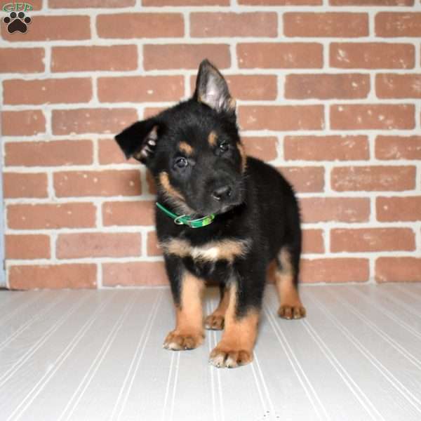 Slider, German Shepherd Puppy