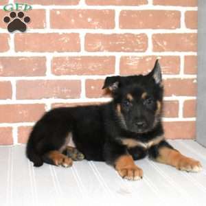 Slider, German Shepherd Puppy