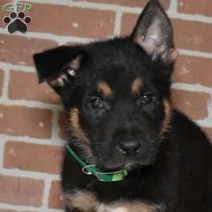 Slider, German Shepherd Puppy