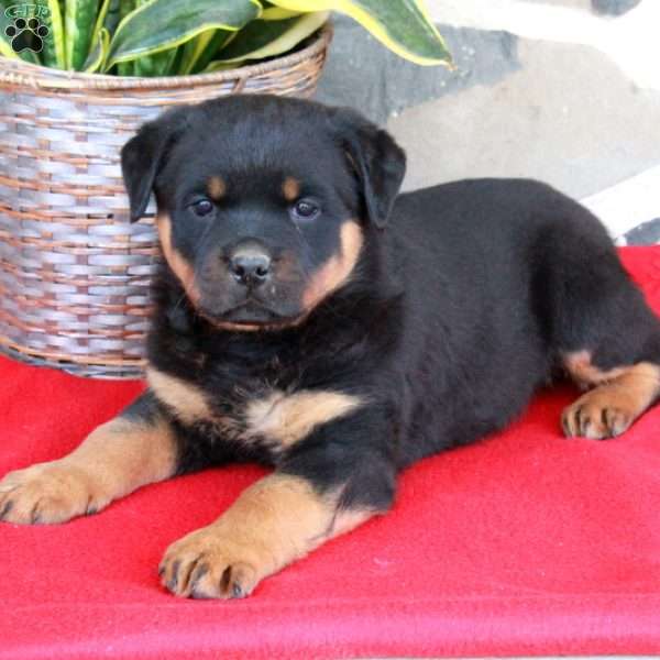 Smokey, Rottweiler Puppy