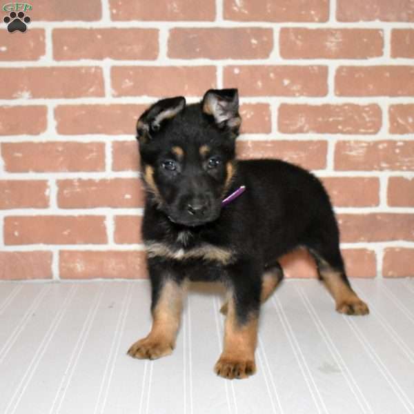 Smokey, German Shepherd Puppy